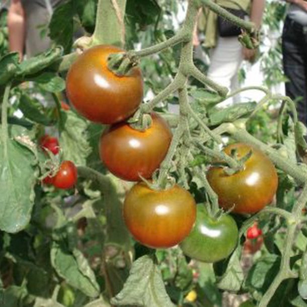Tomat <br>'Cherry Brown Berry'<br><i>Lycopersicon esculentum</i>