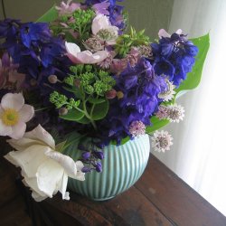 Ridderspore <br>'Black Knight'<br><i>Delphinium pacific</i>