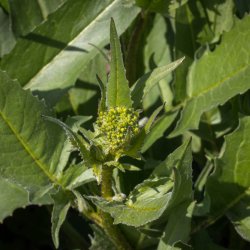 Takkeklap, <br>Orientalsk <br><i>Bunias orientalis </i>