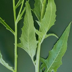 Takkeklap, <br>Orientalsk <br><i>Bunias orientalis </i>