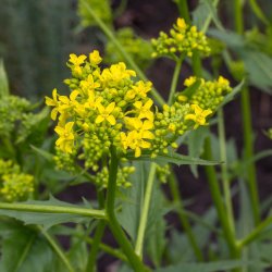 Takkeklap, <br>Orientalsk <br><i>Bunias orientalis </i>