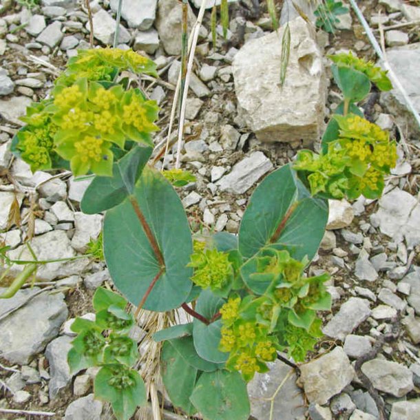 Harere <br>'Griffithii' <br><i>Bupleurum rotundifolium</i>