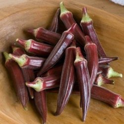 Okra <br>'Red Burgundy' <br><i>Abelmoschus esculentus</i>
