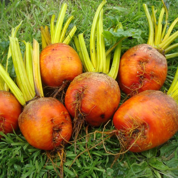 Rdbede <br>'Burpee Golden'<br><i>Beta vulgaris</i>