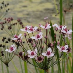 Brudelys <br><i>Butomus umbellatus</i><br><br>