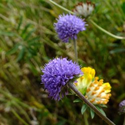 Djvelsbid <br><i>Succisa pratensis </i><br><br>