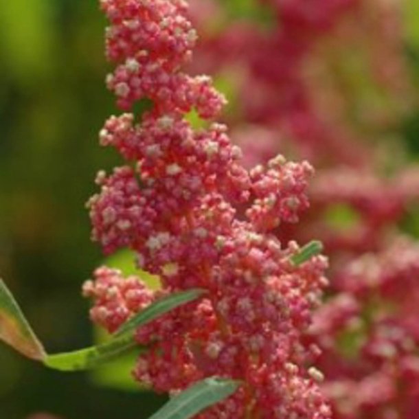 Quinoa <br>'Cherry Vanilla' <br><i>Chenopodium quinoa</i>