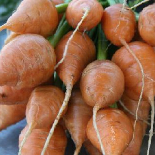 Gulerod, karotte <br>'Paris Market' <br><i>Daucus carota var. sativus</i>