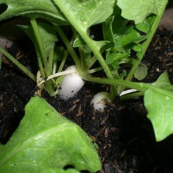 Radise <br>'Icicle' <br><i>Raphanus sativus</i>