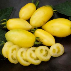 Tomat <br>'Cream Sausage'<br><i>Lycopersicon esculentum</i>