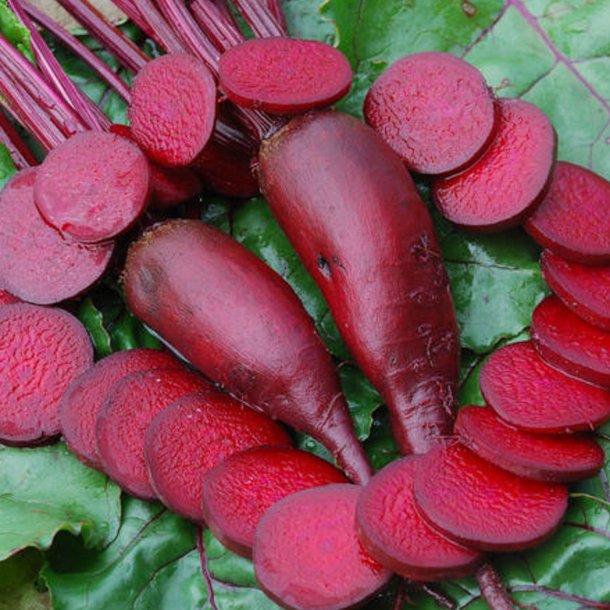 Rdbede <br>'Cylindra' <br><i>Beta vulgaris</i>