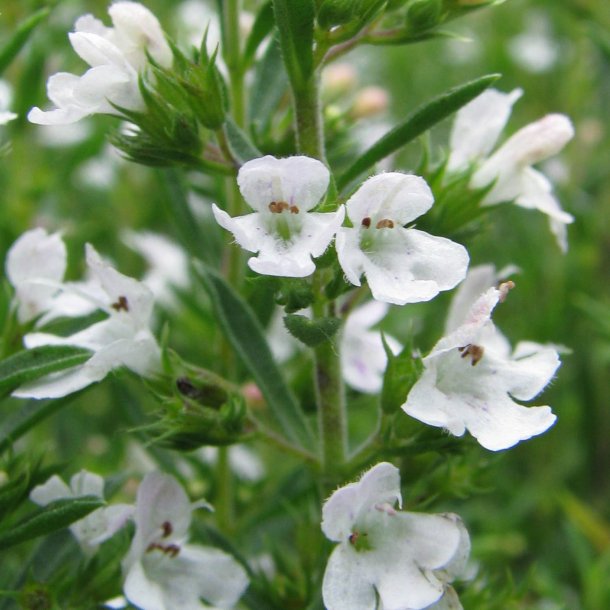 Sar, <br>Vinter- <br><i>Satureja montana</i>