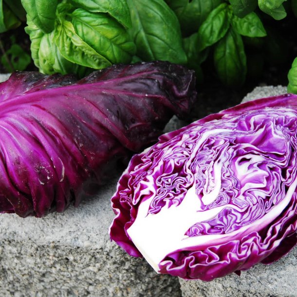 Spidskl <br>'Kalibos' <br><i>Brassica oleracea var. conica</i>