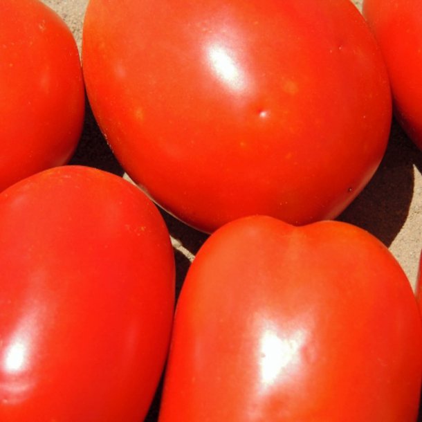 Tomat <br>'Cal J' <br><i>Lycopersicon esculentum</i>
