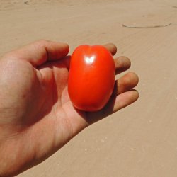 Tomat <br>'Cal J' <br><i>Lycopersicon esculentum</i>