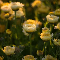 Morgenfrue <br>'Ivory Princess' <br><i>Calendula officinalis </i>