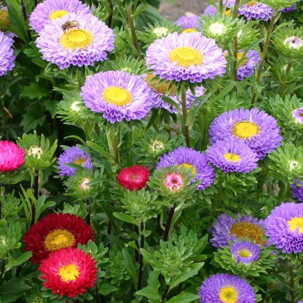 Asters, Sommer- <br>'Mix'<br><i>Callistephus chinensis </i>