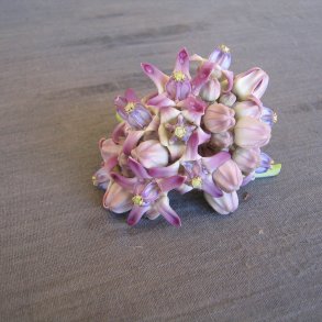 Milk weed <br><i>Calotropis gigantea </i><br><br>