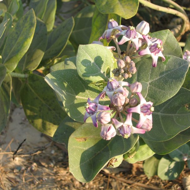 Milk weed <br><i>Calotropis gigantea </i><br><br>