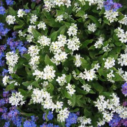 Forglemmigej, <br>Skov- <br>'Victoria White'<br><i>Myosotis sylvatica</i><br>