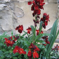 Gyldenlak <br>'Mix' <br><i>Cheiranthus cheiri </i>