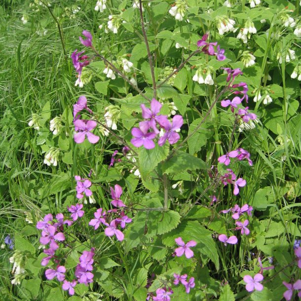Judaspenge, <br>lyslilla <br><i>Lunaria annua</i>