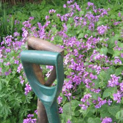 Judaspenge, <br>lyslilla <br><i>Lunaria annua</i>