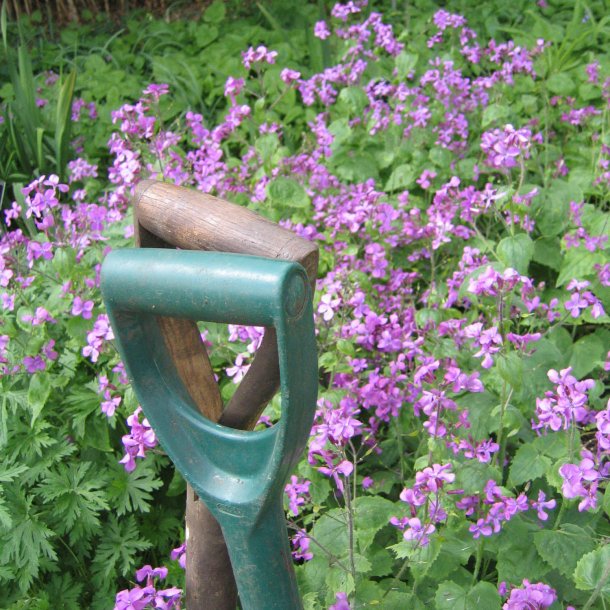 Judaspenge, <br>lyslilla <br><i>Lunaria annua</i>