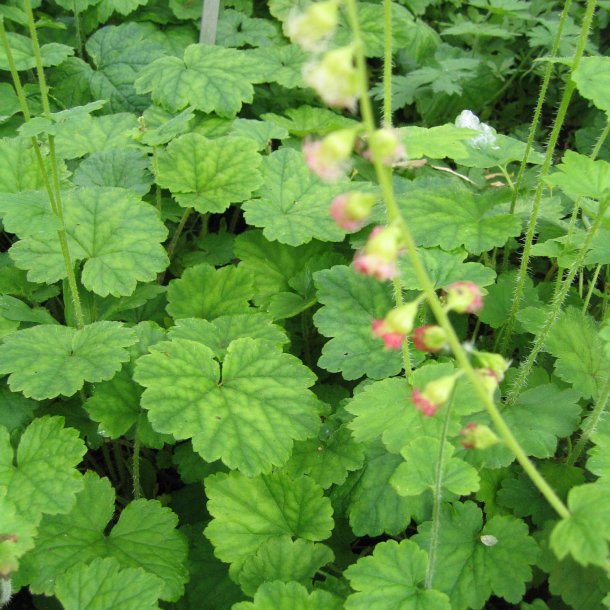 Biskophat <br><i>Tellima grandiflora</i><br><br>