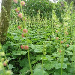 Biskophat <br><i>Tellima grandiflora</i><br><br>