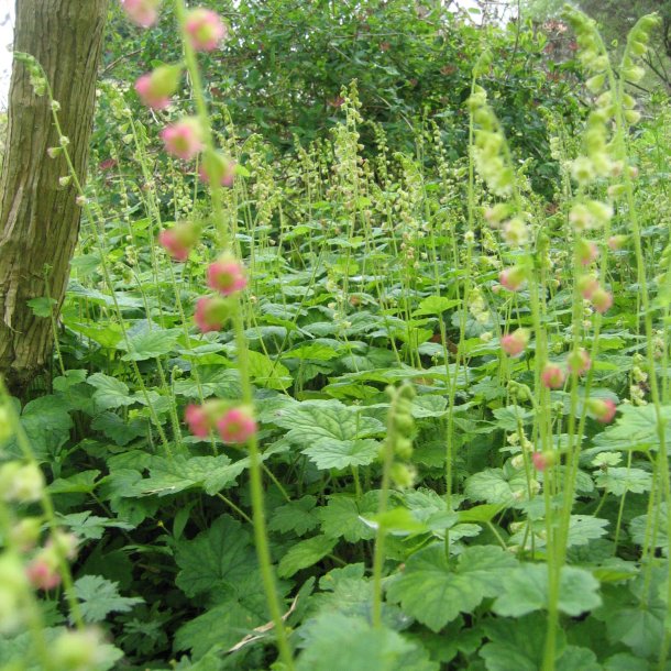 Biskophat <br><i>Tellima grandiflora</i><br><br>