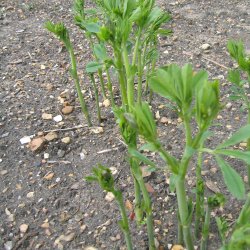 Farveblg, <br>lilla <br><i>Baptisia australis </i>