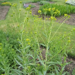 Vaid, <br>Farve- <br><i>Isatis tinctoria </i>