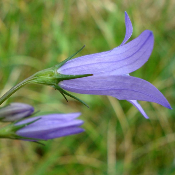 Rapunselklokke <br><i>Campanula rapunculus</i><br><br>