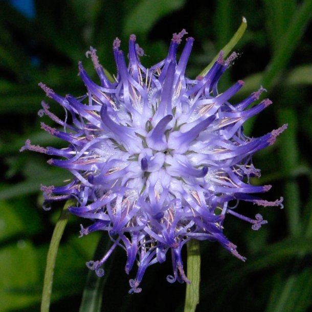 Rapunsel, <br>Alpe- <br><i>Phyteuma scheuchzeri</i>