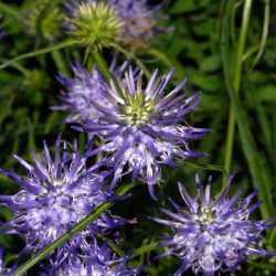 Rapunsel, <br>Alpe- <br><i>Phyteuma scheuchzeri</i>