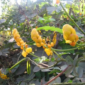 Candle Bush <br><i>Senna alata </i><br><br>