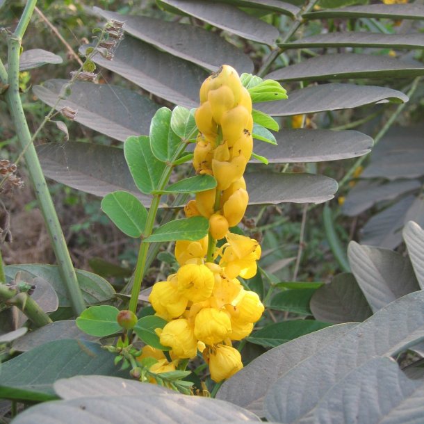Candle Bush <br><i>Senna alata </i><br><br>