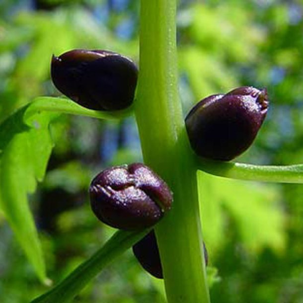 Tandrod <br><i>Cardamine bulbifera</i><br><br>