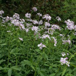 Tandrod <br><i>Cardamine bulbifera</i><br><br>