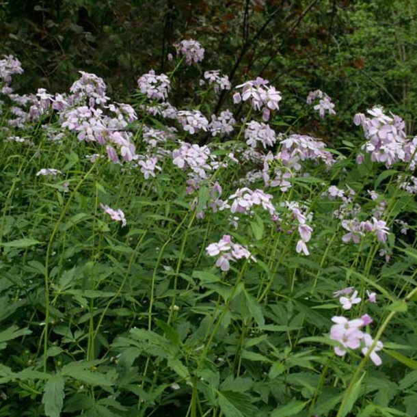 Tandrod <br><i>Cardamine bulbifera</i><br><br>