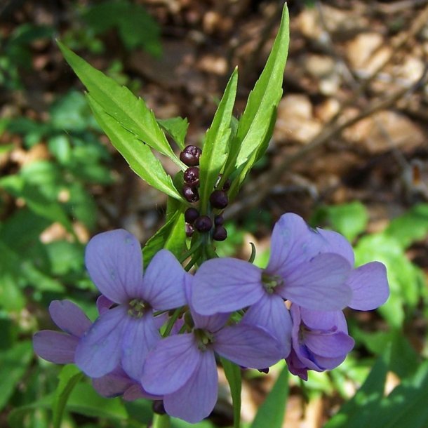 Tandrod <br><i>Cardamine bulbifera</i><br><br>