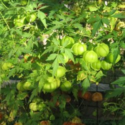 Ballonvin, 'Love in a Puff' <br><i>Cardiospermum halicacabum</i>