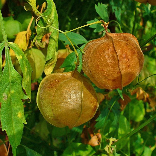 Ballonvin, 'Love in a Puff' <br><i>Cardiospermum halicacabum</i>