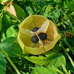 Ballonvin, 'Love in a Puff' <br><i>Cardiospermum halicacabum</i>