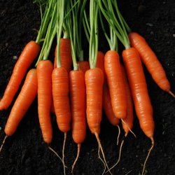 Gulerod <br>'Napoli' F1 <br><i>Daucus carota var. sativus</i>