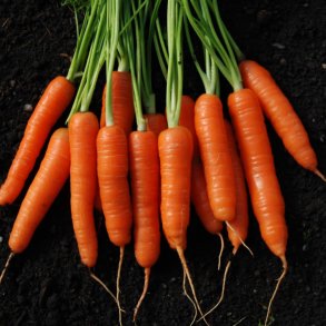 Gulerod <br>'Napoli' F1 <br><i>Daucus carota var. sativus</i>