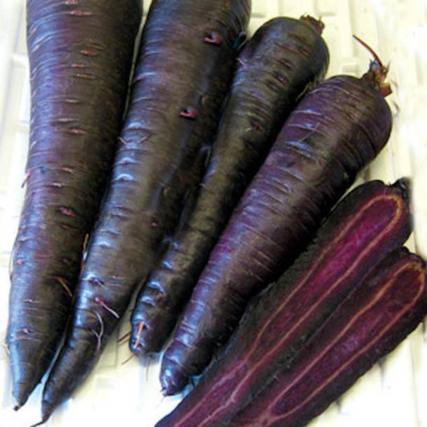 Gulerod <br>'Purple Sun' F1 <br><i>Daucus carota var. sativus</i>