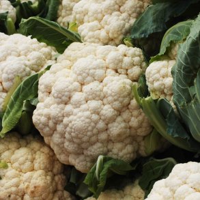 Blomkl 'Alpha'<br><i>Brassica oleracea var. botrytis</i>