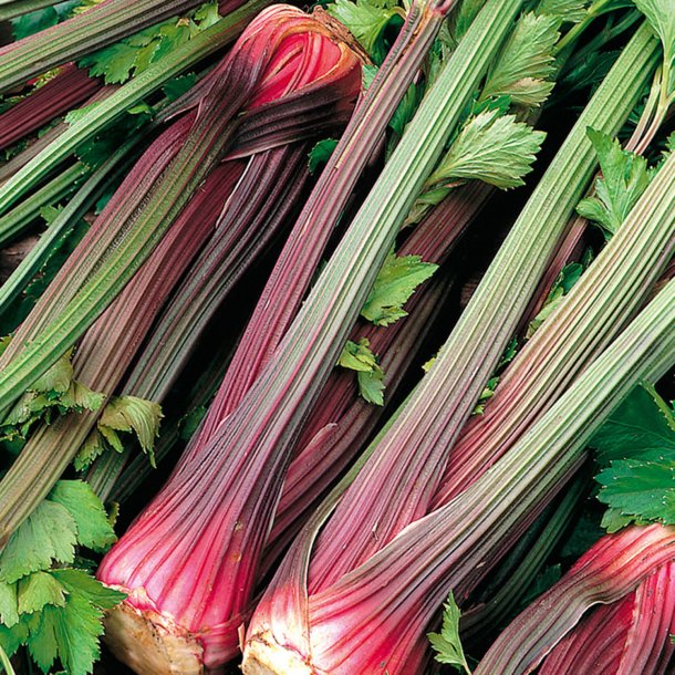 Bladselleri <br>'Giant Red' <br><i>Apium graveolens var. dulce</i>
